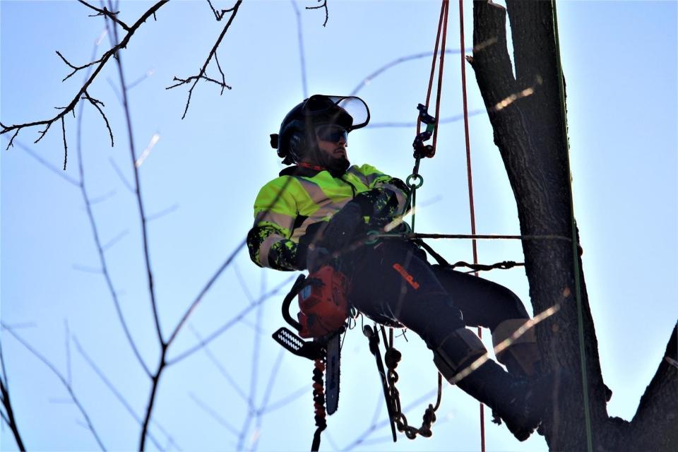 Rodolfo Loaeza has been trimming and caring for trees for 18 years. He and a co-worker started the Loaeza & Vargas Tree Service in 2020.