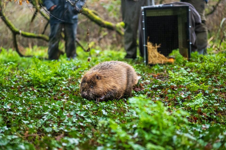 beavers released in cornwall