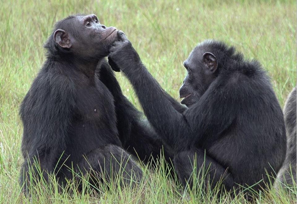 In this undated handout photo by Tobias Deschner, a female chimpanzee, Roxy, grooms an adult male chimpanzee named Thea in Loango National Park in western Gabon, Africa.
