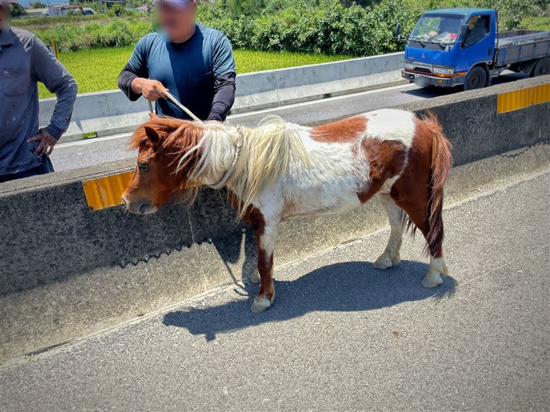 台61苗栗後龍路段驚見落跑迷你馬，警方將對飼主究責。（圖／翻攝畫面）