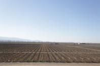 Vines are seen at the Emblema estate of the Septima winery, in Lujan de Cuyo, in Mendoza Province