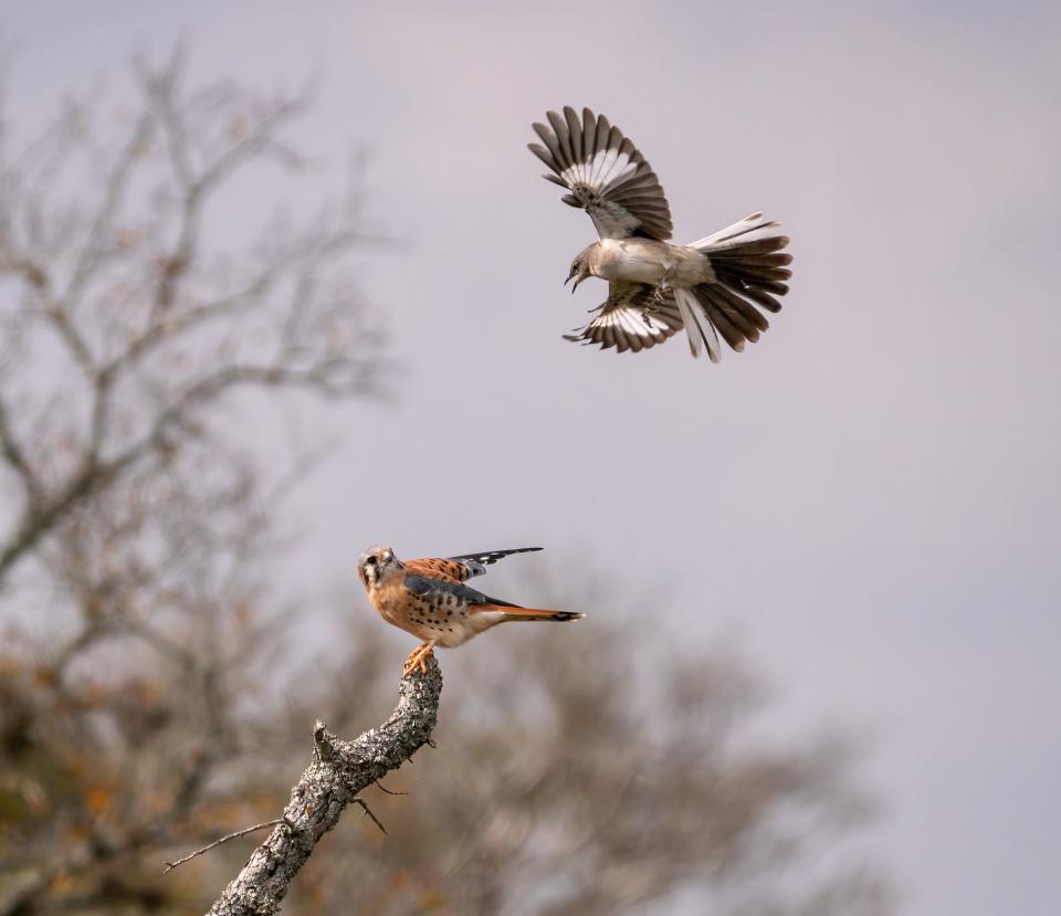 Austin's Aaric Eisenstein captured this mockingbird swooping down on a kestrel in only 1/1000 second of time. "Our normal perception of time and movement would completely miss the tremendous beauty literally right in front of us," he writes in the book "The Avian Rebbe Takes Flight."