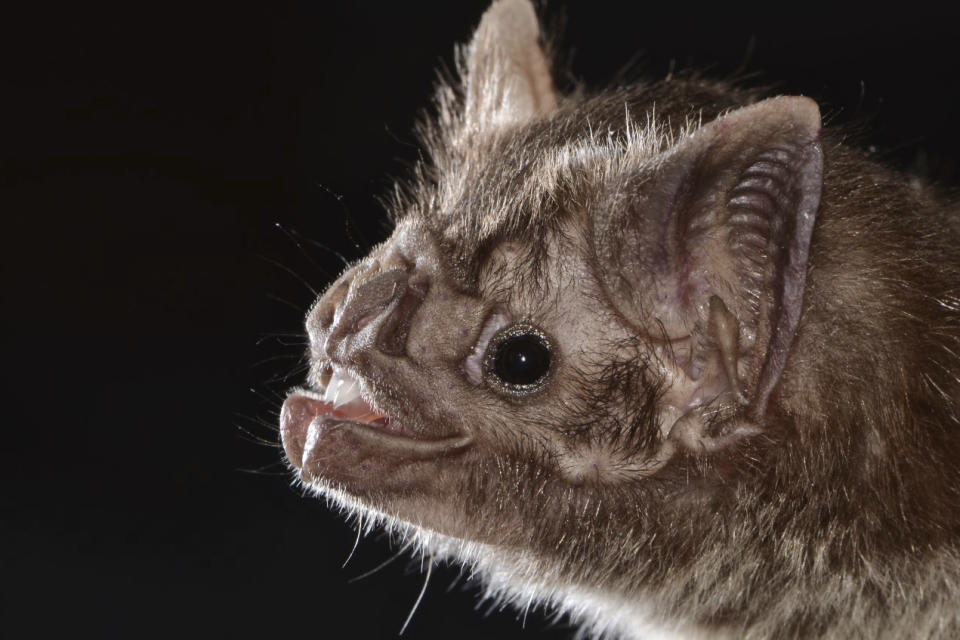 This photo provided by Marco A. R. Mello in March 2022 shows a vampire bat. According to a report published Friday, March 25, 2022 in the journal Science Advances, scientists have figured out why vampire bats are the only mammals that can survive on a diet of only blood. (Marco A. R. Mello/AAAS via AP)