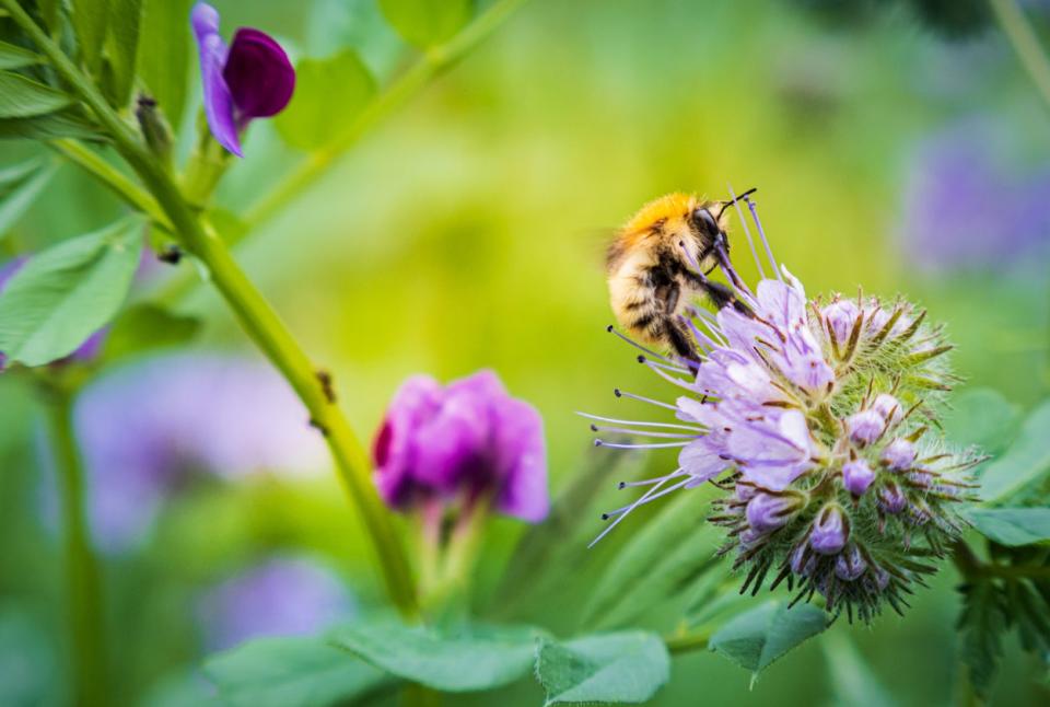 A bee on a purple flower