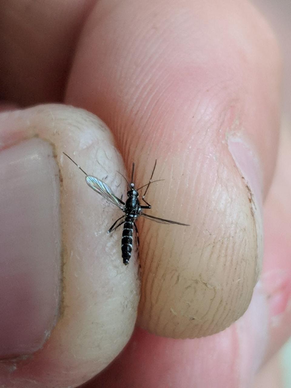 Asian tiger mosquito