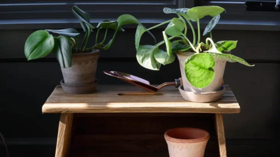 A wooden gardening stool with Terracotta plants