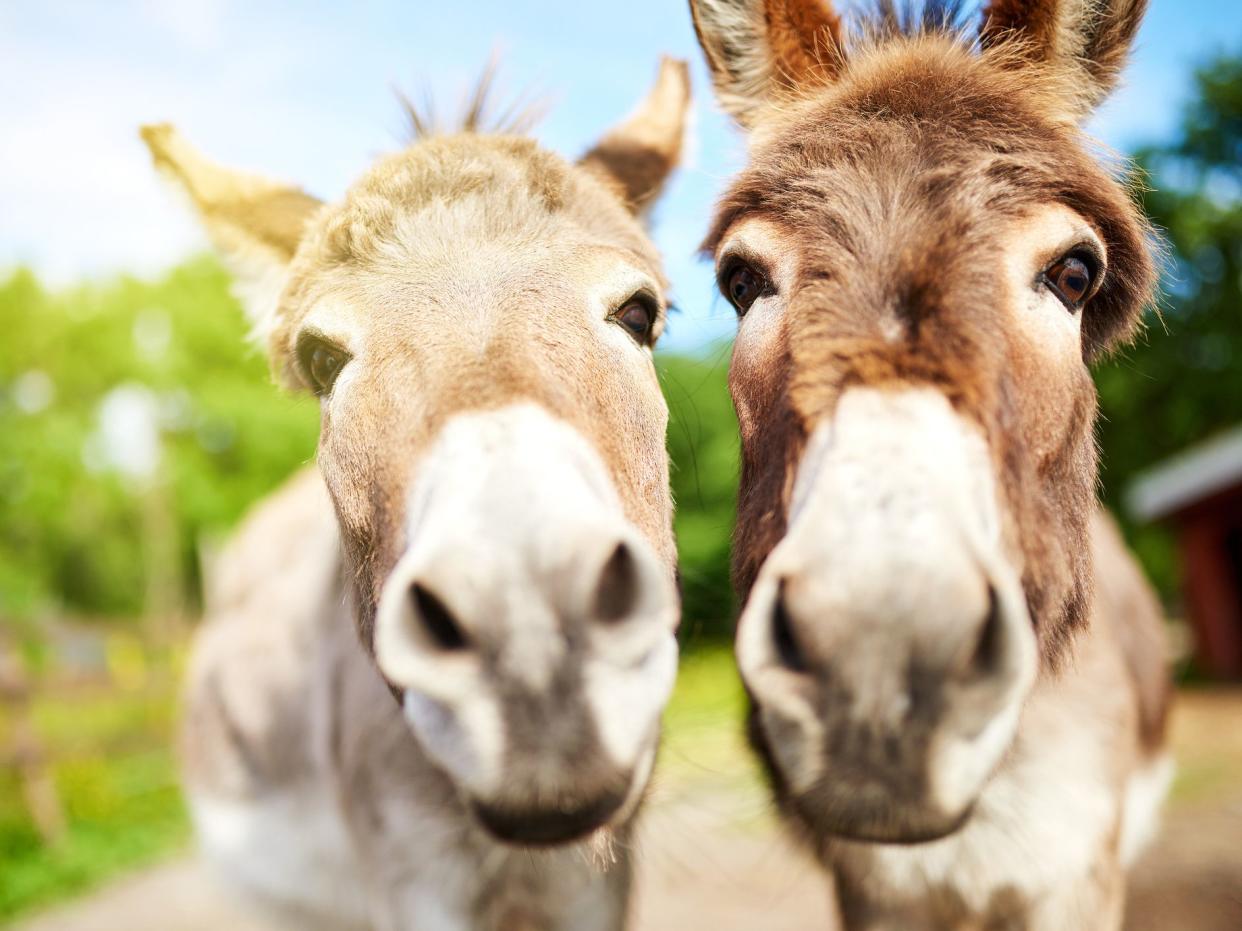 Closeup shot of two donkeys on a farm