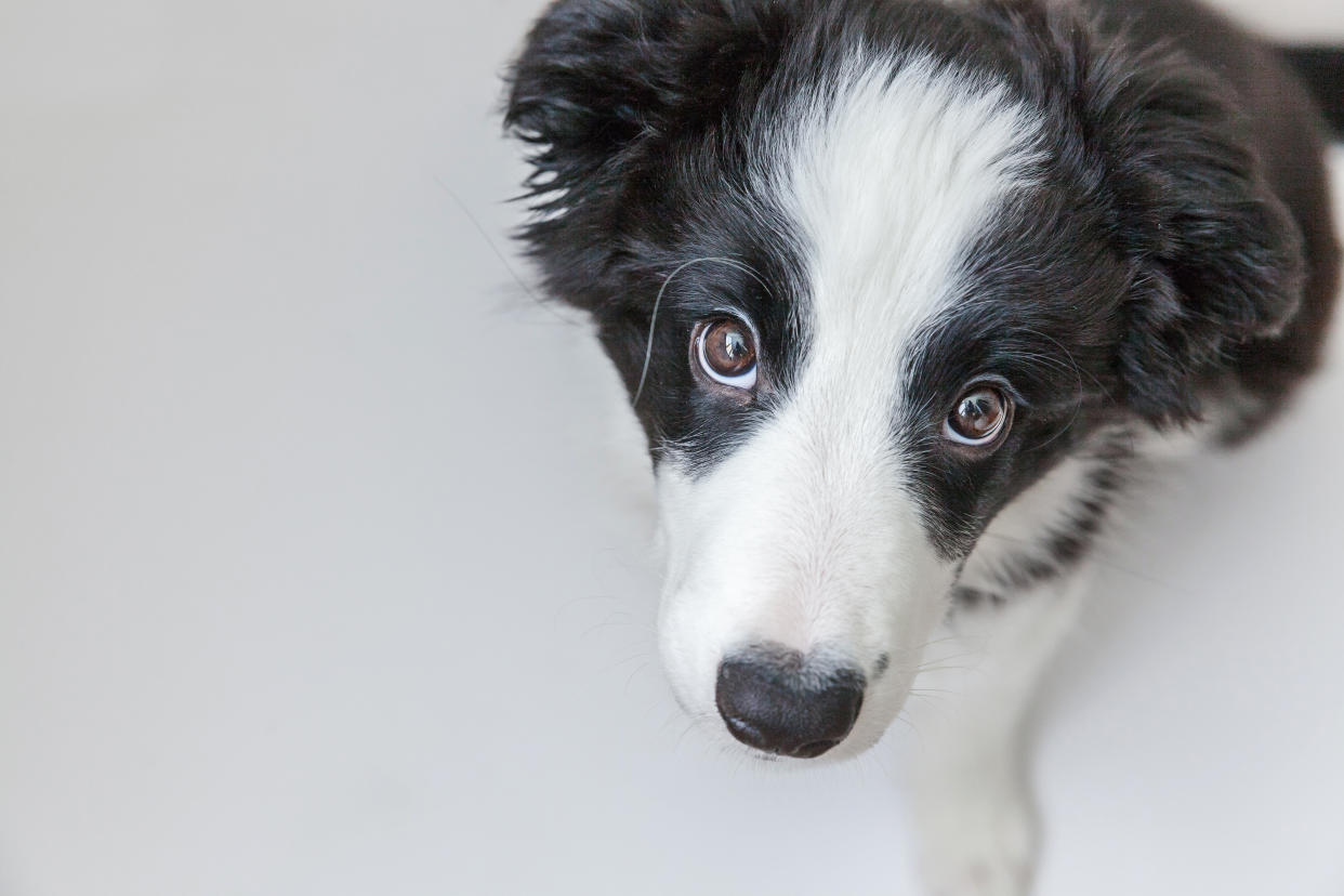 Von Schwarz zu Weiß - Hund Buster machte eine seltene Verwandlung durch. (Beispielbild: Getty Images)