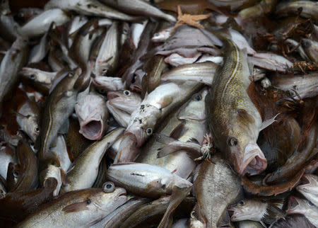 FILE PHOTO: Fish are seen aboard a trawler in the north sea, northern England February 28, 2013. REUTERS/Dylan Martinez/File Photo