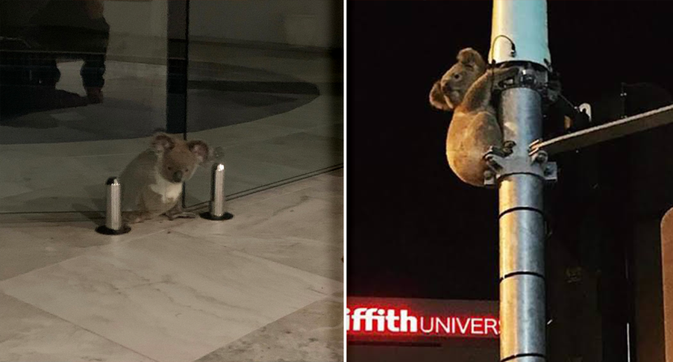 Left - a koala with his head caught in a pool fence. Right - a koala up a tall metal post.