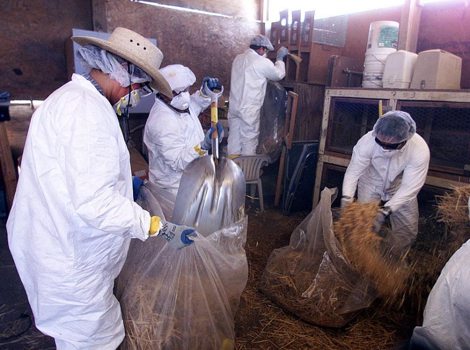 Workers for the California Dept. of Food and Agriculture and the U.S. Dept of Agriculture sanitize a backyard shed where chickens were kept, in Simi Valley, California.