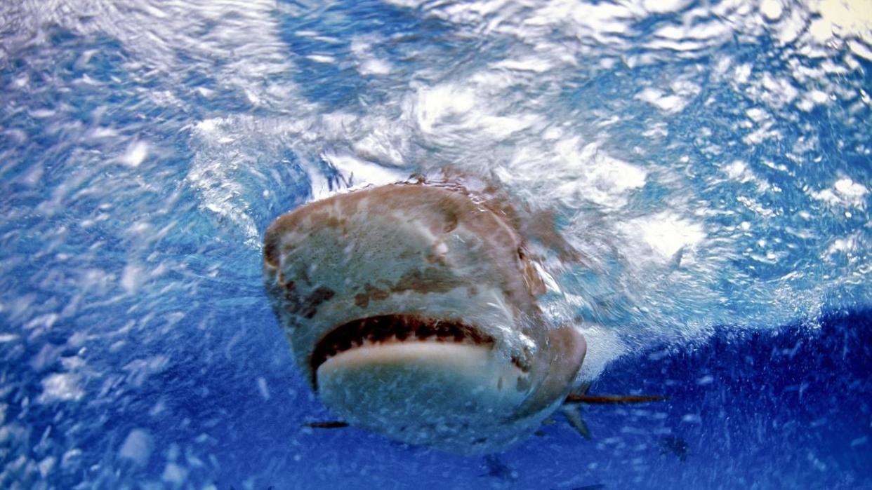 Tiger shark (Galeocerdo cuvier), Bahamas