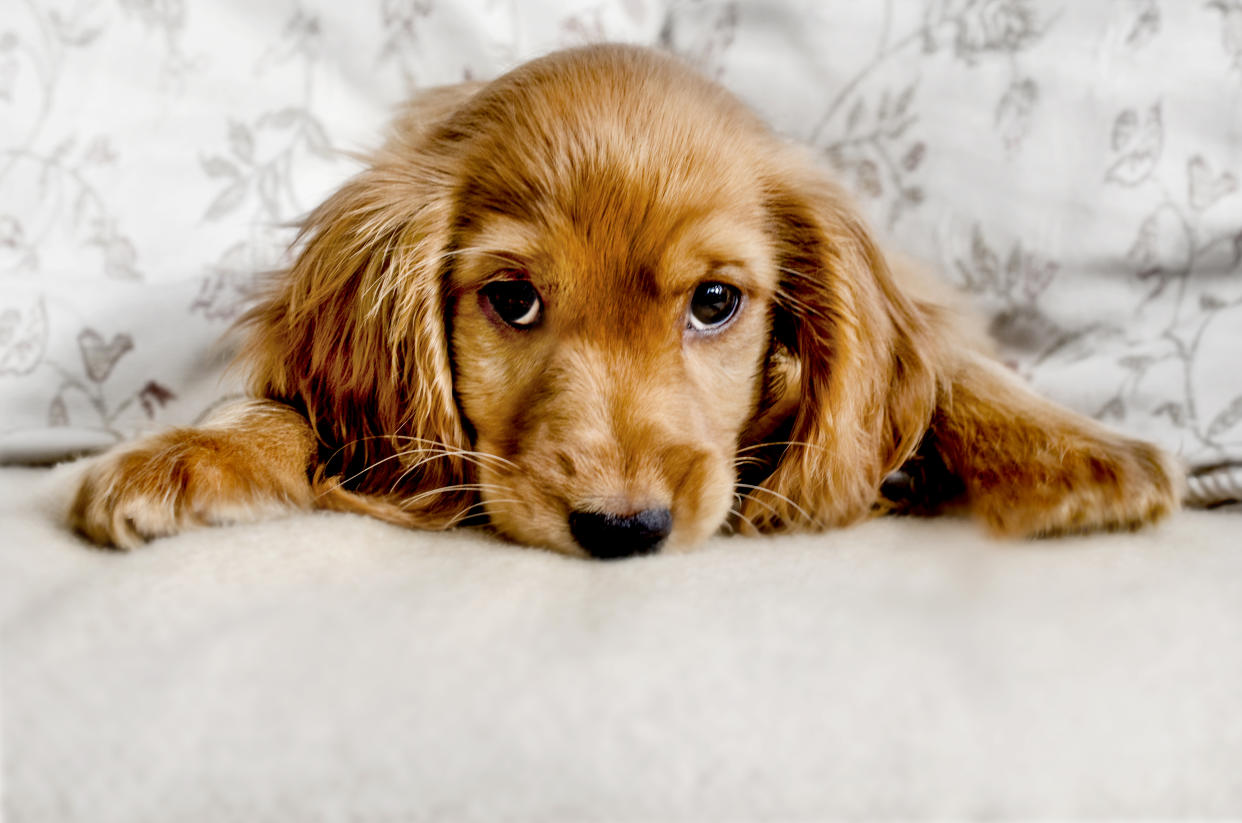 Cockerspaniel blickt in die Kamera (Symbolbild: Getty Images)