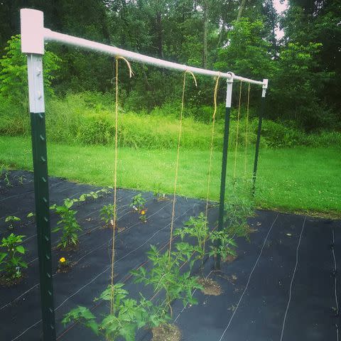 DIY Tomato Trellis with Conduit · Chatfield Court