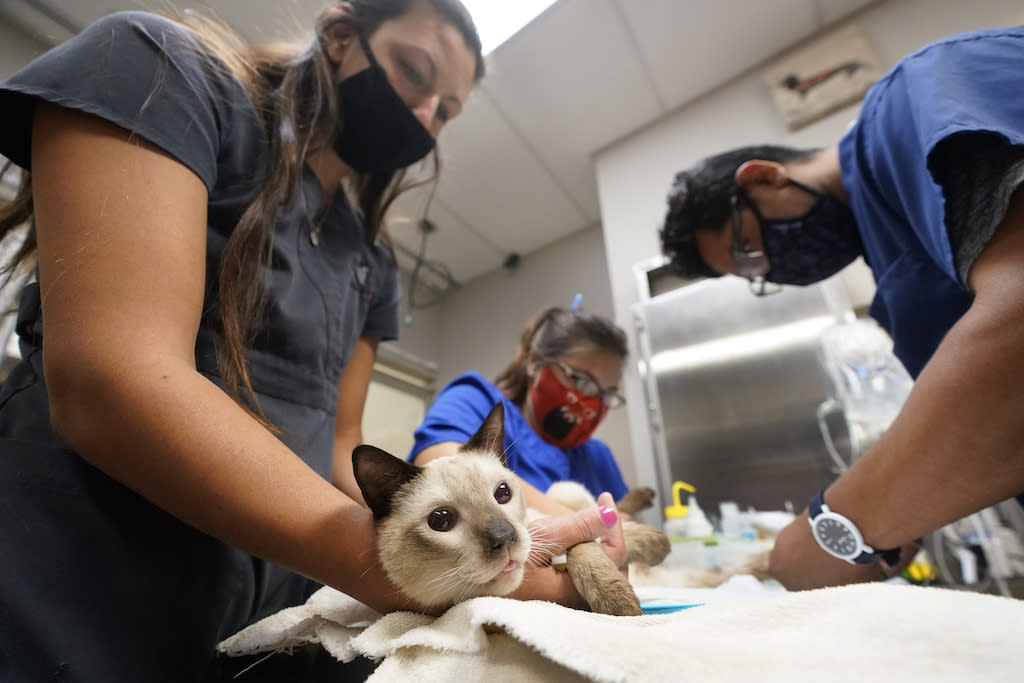 Veterinary personnel keep a cat named Miller calm as he has blood drawn at a veterinary hospital in Florida. Some veterinarians and advocates warn that private equity’s involvement in veterinary care could lead to higher costs for consumers and the closure of independent practices. (Photo by Wilfredo Lee/The Associated Press)