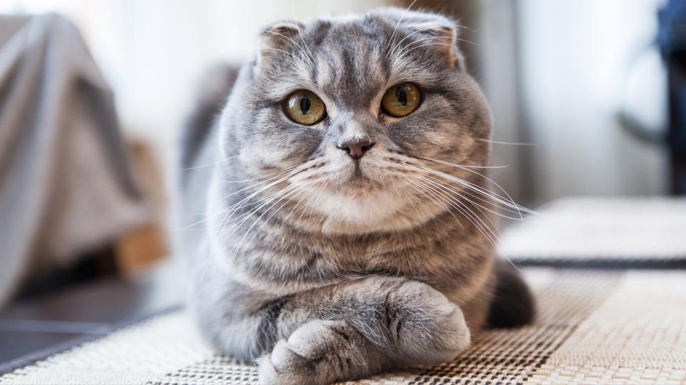 Scottish fold cat