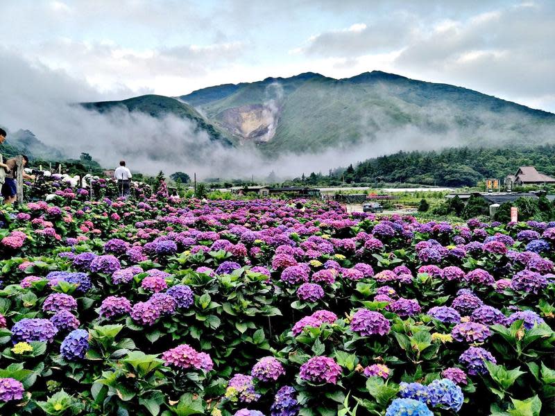 大賞園繡球花田（圖片來源：大賞園FB）