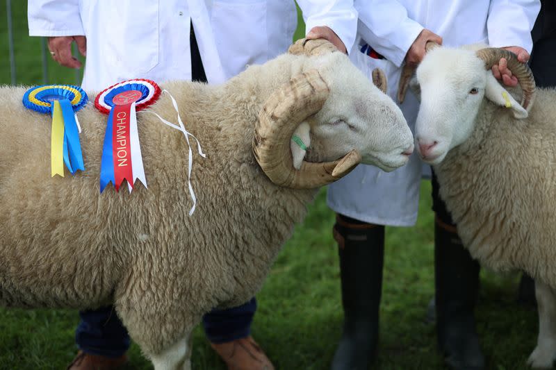 The Wider Image: Urban school farm opens world of opportunity to British teens