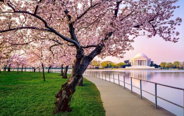 See the National Mall cherry blossom bloom for yourself with BloomCam