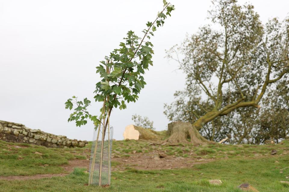 A sycamore sapling planted by Kieran Chapman next to the felled tree at Sycamore Gap, which the National Trust has subsequently removed (NCJ Media)