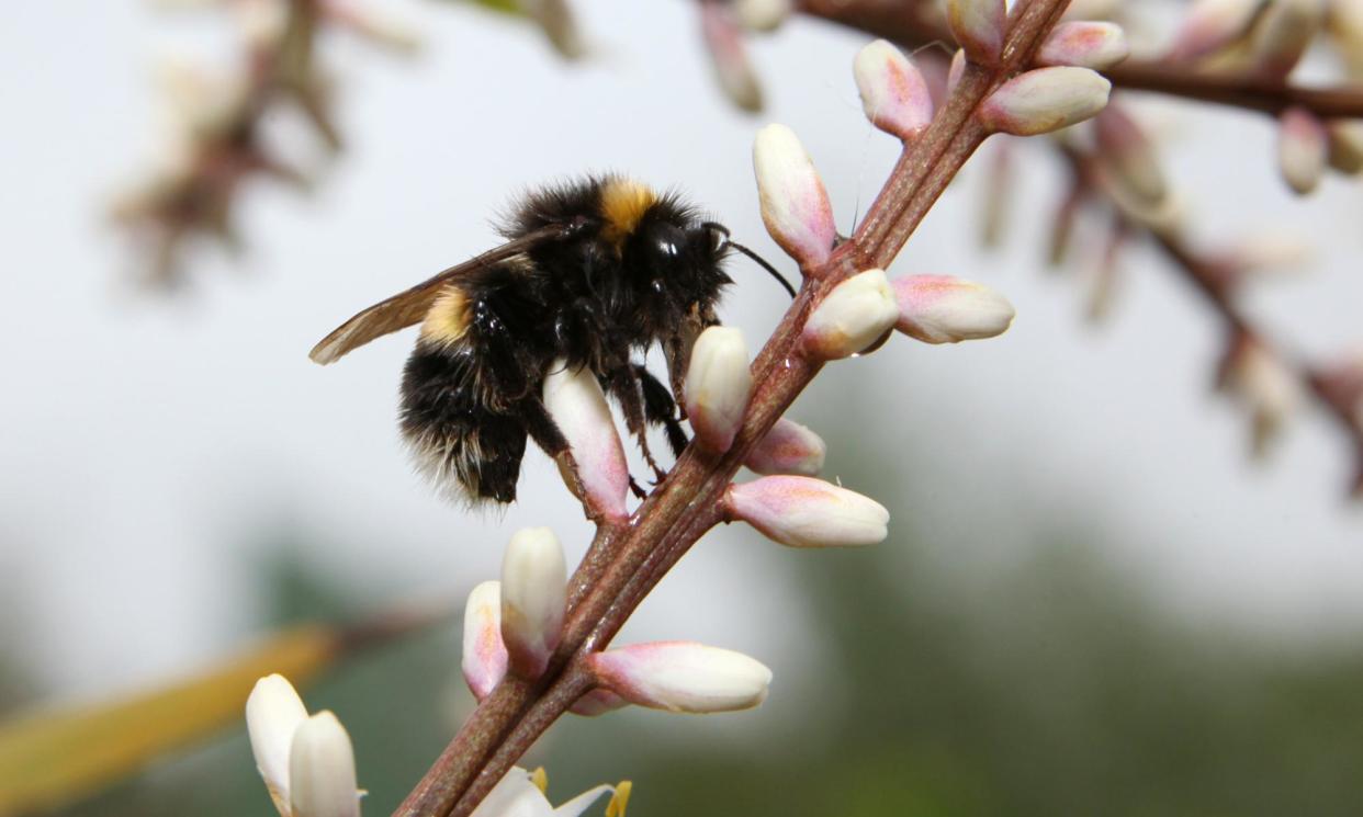 <span>Bees are crucial for crop pollination, agriculture and food security.</span><span>Photograph: Graham Turner/The Guardian</span>