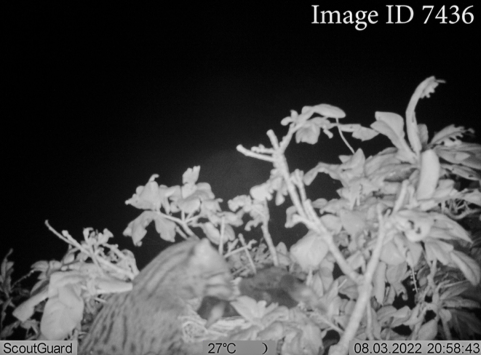 Trail camera footage of a fishing cat hunting in a tree
