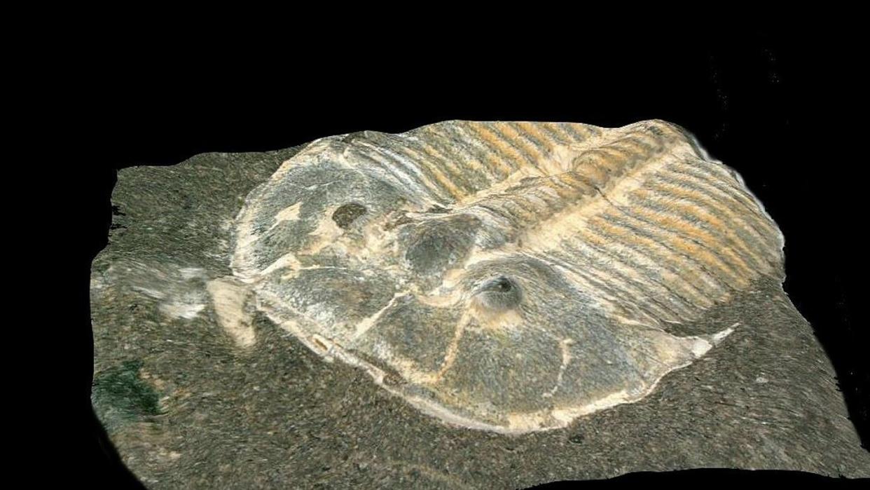 Forscher haben an einem 429 Millionen alten Gliedertierchen (undatierte Aufnahme eines Fossils) erstaunliche Parallelen zu heutigen Insekten entdeckt.