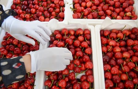 Worker sorts cherries at a logistics base in Zibo