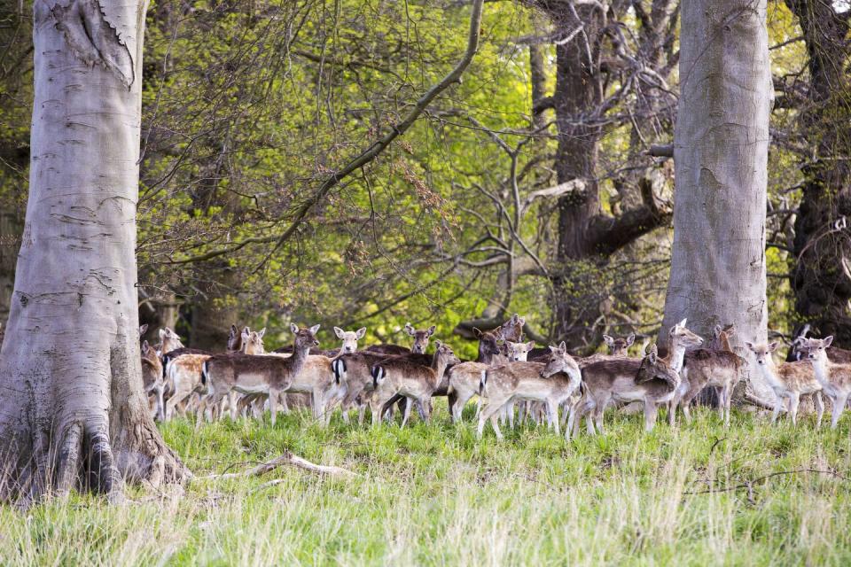 8) Fallow deer roam free at Holkham Hall