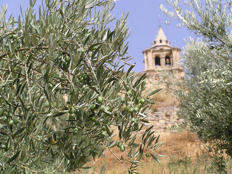 Los nuevos regadíos permiten el cultivo superintensivo de los olivos, una especie tradicionalmente de secano. <a href="https://commons.wikimedia.org/wiki/File:OLIVAR12.jpg" rel="nofollow noopener" target="_blank" data-ylk="slk:Michelangelo-36 / Wikimedia Commons;elm:context_link;itc:0;sec:content-canvas" class="link ">Michelangelo-36 / Wikimedia Commons</a>, <a href="http://creativecommons.org/licenses/by/4.0/" rel="nofollow noopener" target="_blank" data-ylk="slk:CC BY;elm:context_link;itc:0;sec:content-canvas" class="link ">CC BY</a>