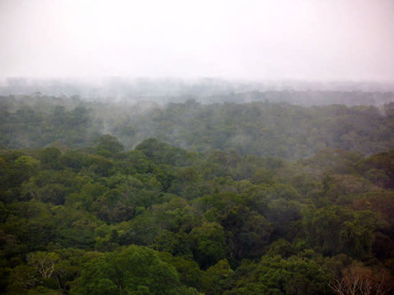 The Amazon rainforest.