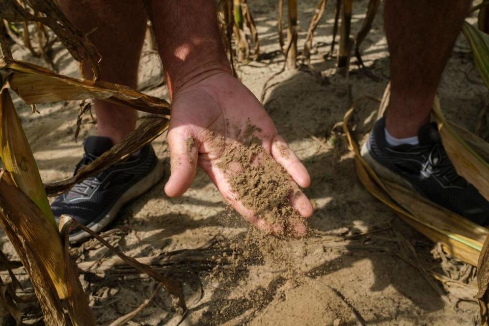 Steven Edge, of Edge Farms outside of Conway, S.C., demonstrates how dry the soil is for his corn crop, which he fears may be completely lost due to drought conditions. Horry County has received three inches less rain than usual over the past month and is in the midst of moderate to severe drought conditions according to the National Weather Service. July 9, 2024.