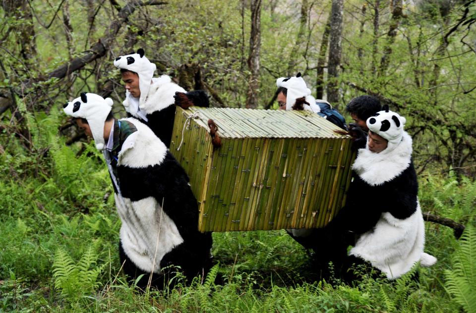 On the move: Workers carry 21-month-old Tao Tao in a box in during its transfer to a larger habitat.