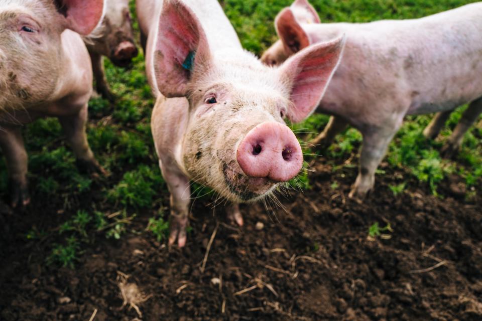 Schweine haben laut der Forscher möglicherweise einen besseren Geruchssinn als Hunde. (Symbolbild: Getty Images)