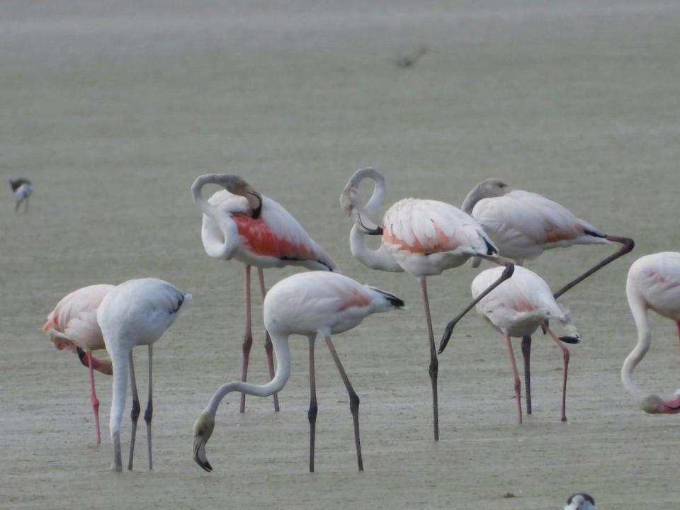 Flamencos en la Laguna de Gallocanta (Berrueco, España). Carmina Bayod.