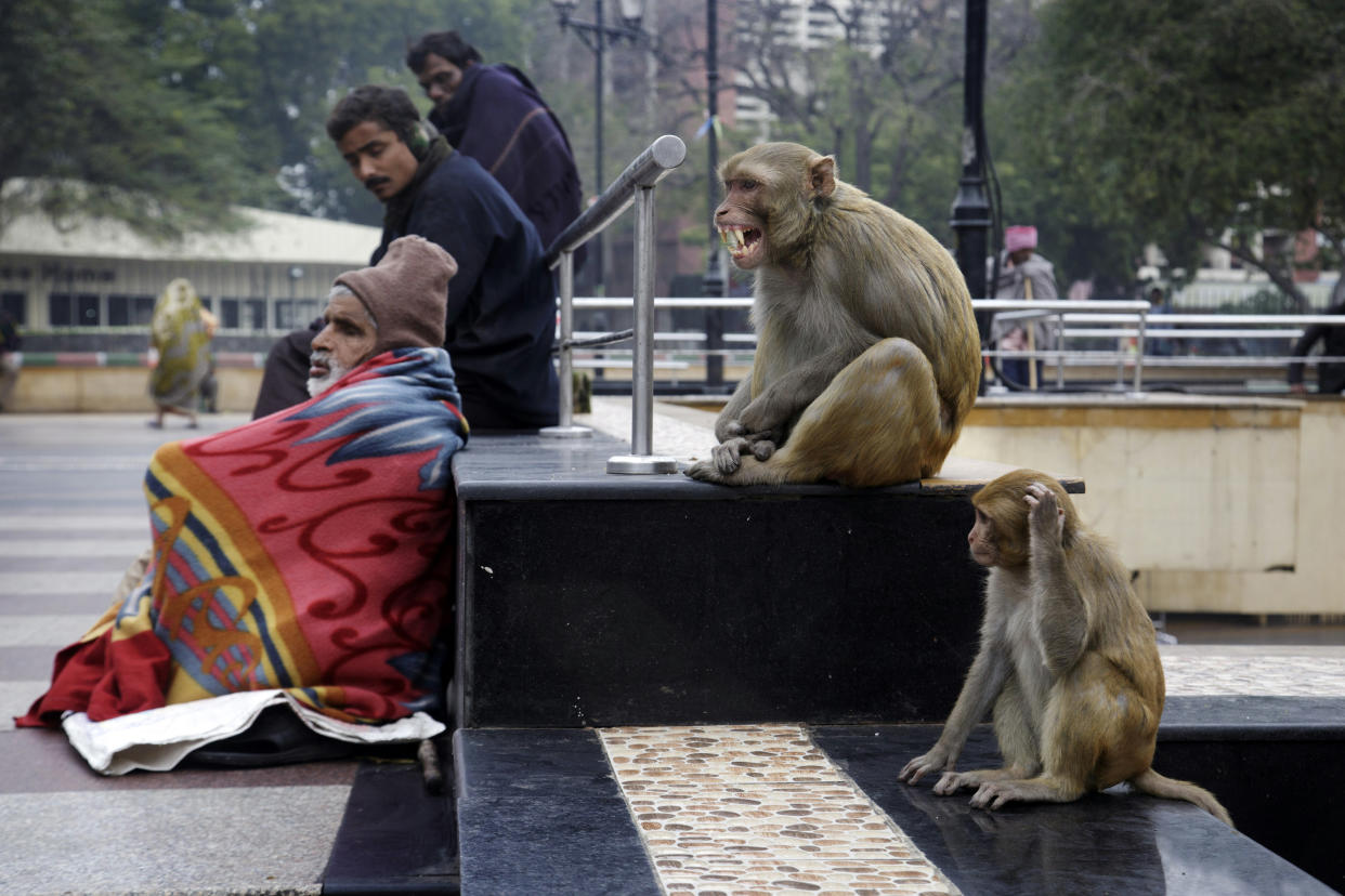 Monos en Nueva Delhi. (Kuni Takahashi/The New York Times)