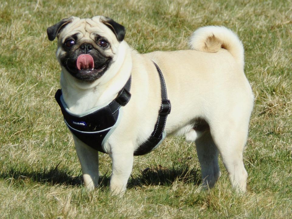 The pug's distinctive 'smile' is caused by respiratory problems - Getty Images/EyeEm