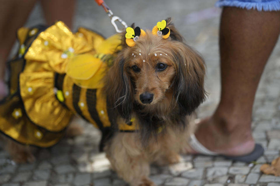 A dog dons a bumble bee costume at the "Blocao" dog carnival parade in Rio de Janeiro, Brazil, Saturday, Feb. 18, 2023. (AP Photo/Silvia Izquierdo)