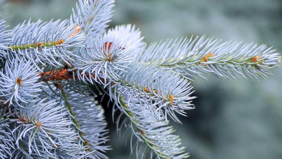 types of christmas trees colorado blue spruce