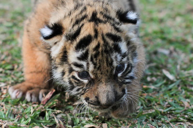 Covid, a Bengal tiger cub, named after the coronavirus disease (COVID-19) outbreak, is pictured at the zoo in Cordoba