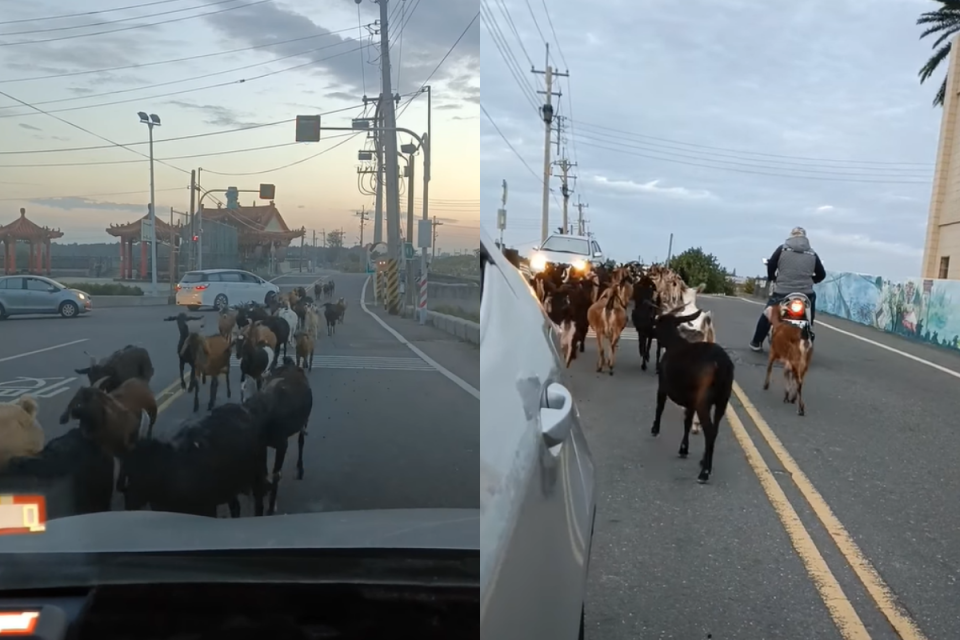 ▲雲林車主竟在馬路上看到羊群快樂遊街，他傻住愣在當場：「這是什麼情形？」（圖／臉書社團《爆廢公社二館》） 