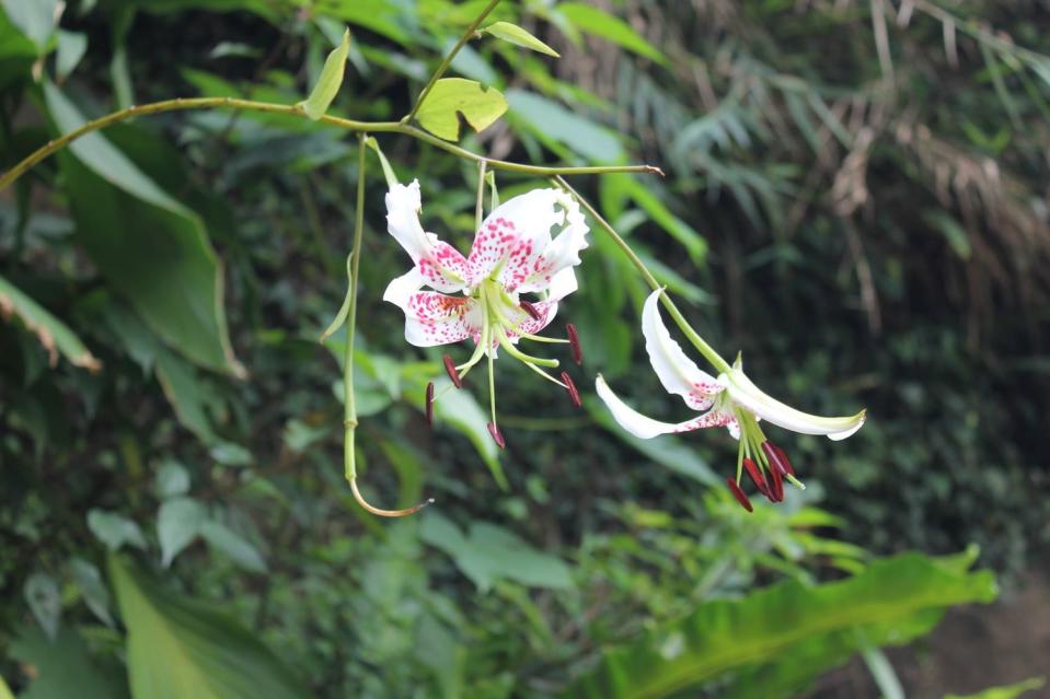 峭壁的精靈-豔紅鹿子百合。   圖：新北市農業局提供