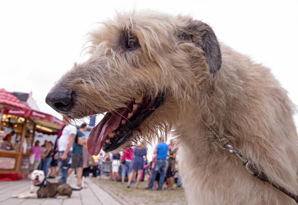 International dog and cat exhibition in Germany