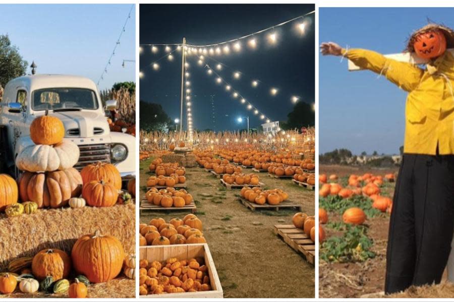 5 Caminos de Calabaza en San Diego perfectos para visitar este otoño 