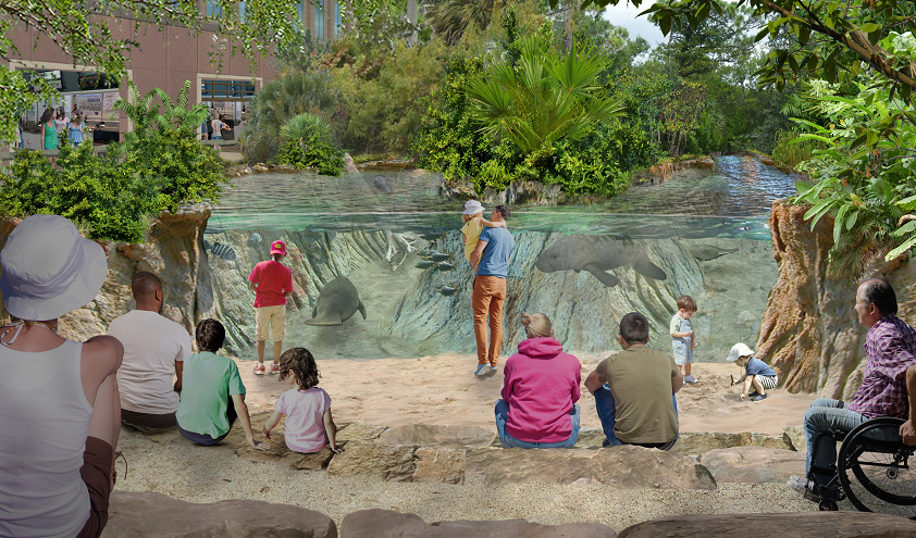 This artist's rendering depicts visitors viewing rehabilitating manatees at the Brevard Zoo's future aquarium at Port Canaveral.