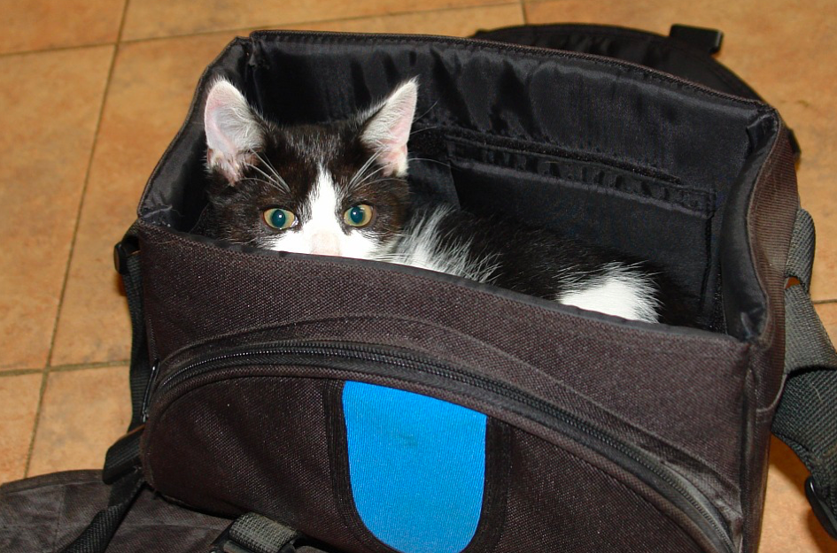 <em>A woman was caught trying to smuggle her cat onto her hand luggage (Pixabay/stock photo)</em>