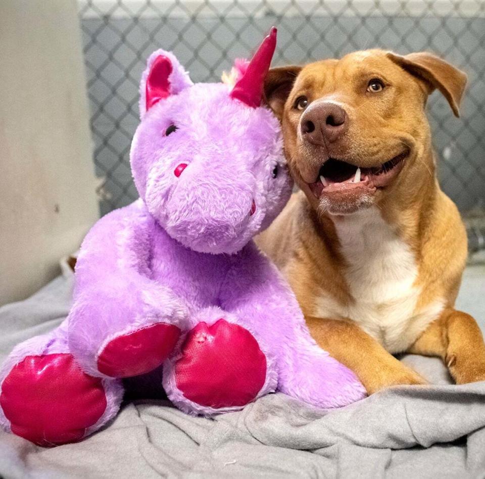 Sisu and his plush pal at the Duplin County animal shelter. (Photo: Mary Shannon Johnstone)