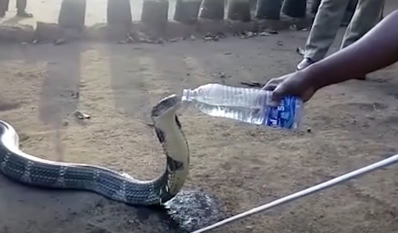 king-cobra-drinking-water