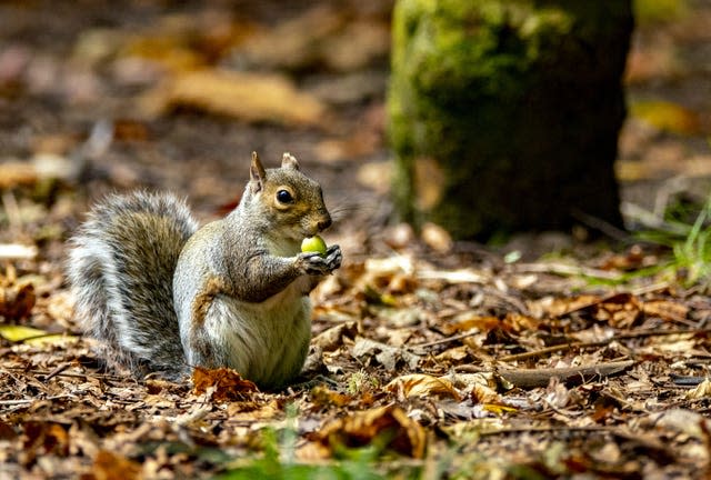 Grey squirrel