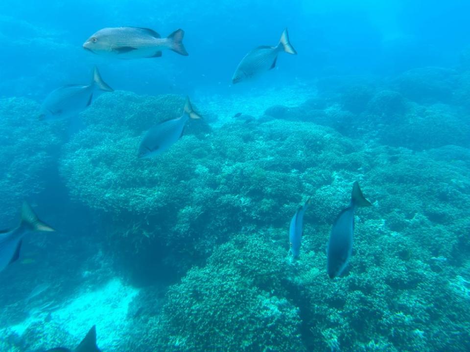 <sup>安坐在潛艇內，如在水族館中觀賞大大小小的魚兒。</sup>